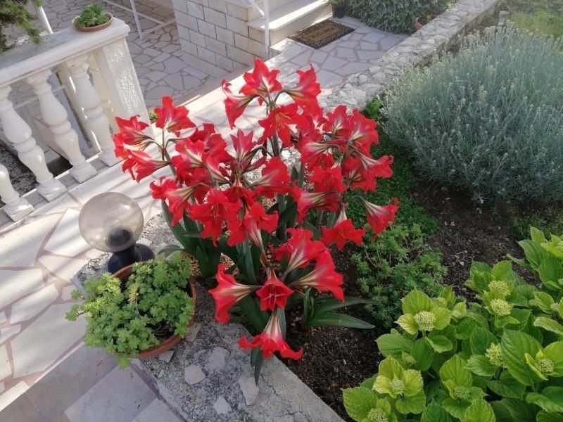Apartment Cactus Donji Okrug  Екстер'єр фото