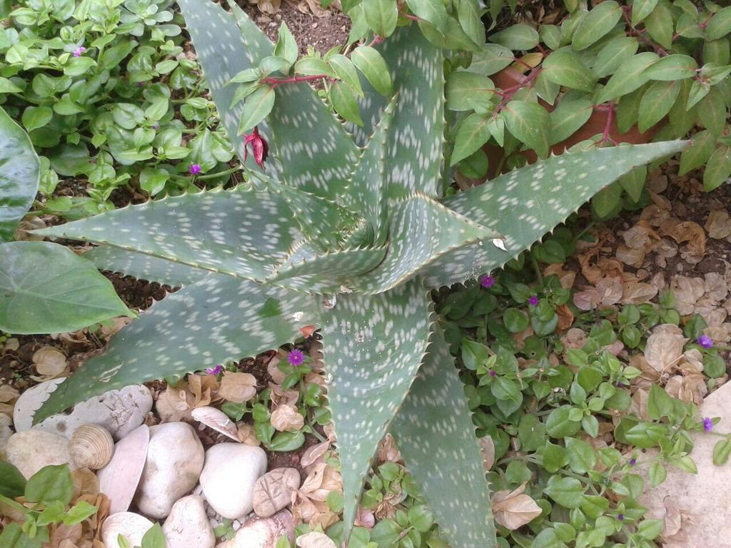 Apartment Cactus Donji Okrug  Екстер'єр фото