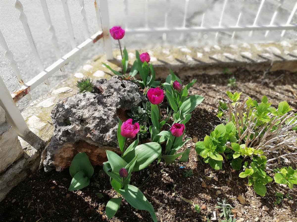 Apartment Cactus Donji Okrug  Екстер'єр фото